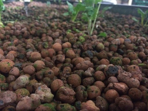 دانه های لیکا بستر مناسبی برای پرورش هیدروپونیک در هیدروپونیک ایران hydroponiciran