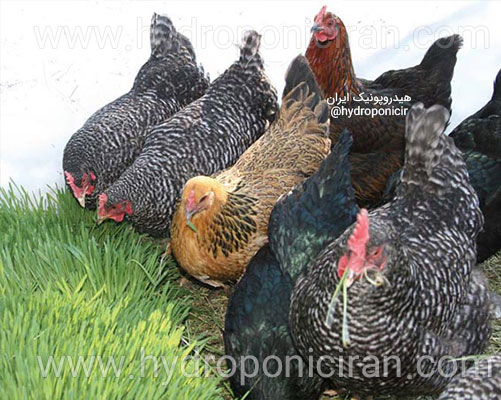 مرغ-و-خروس-در-حال-تغذیه-از-علوفه-هیدروپونیک---سایت-هیدروپونیک-ایران