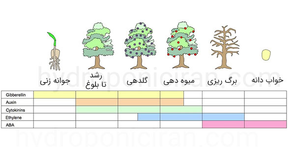 هورمونهای گیاهان – هورمون رشد گیاه و بازدارنده رشد گیاه – هیدروپونیک ایران