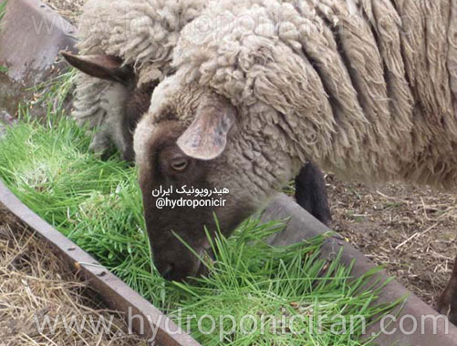 گوسفندها-در-حال-تغذیه-از-علوفه-هیدروپونیک-۲