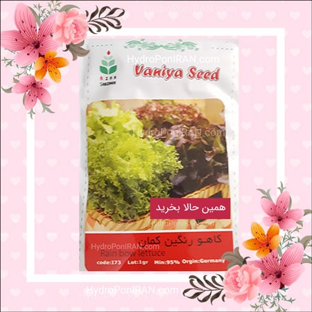 فروش بذر کاهو رنگین کمان در فروشگاه هیدروپونیک ایران