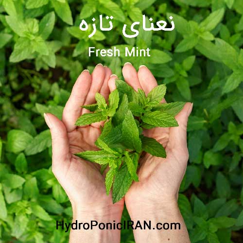 fresh mint نعنا نعناع تازه گیاه دارویی