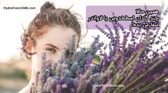 سفارش آنلاین اسطخدوس از فروشگاه هیدروپونیک ایران